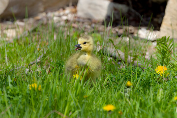 Canada goose - gosling (Branta canadensis) on a meadow.