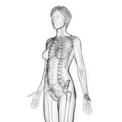 3D Rendered Medical Illustration of Female Anatomy - Skeletal System.