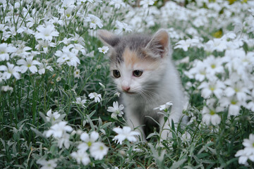 The concept of pets and environment. One little tricolor kitten walks and poses in garden among stunted plant. Flowers white Cerastium tomentosum and cat. Close-up portrait.