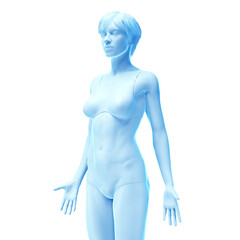 Fototapeta premium 3d medical illustration of the female body