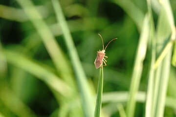 Pentatomoidea It is an insect that sucks sap from weeds as food.