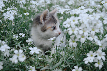 The concept of pets and environment. One little tricolor kitten walks and poses in garden among...