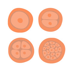The process of cell division during fertilization. Egg cell division. Fertilization of the egg. Zygote.