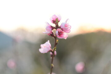 Primo piano di fiori di ciliegio che stanno per sbocciare in Primavera