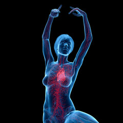 3D Rendered Medical Illustration of Female Anatomy - Cardiovascular System © Sebastian Kaulitzki
