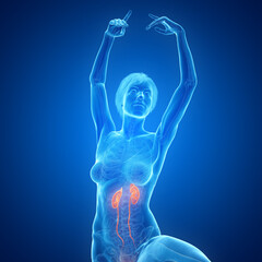 3d medical illustration of the urinary tract © Sebastian Kaulitzki