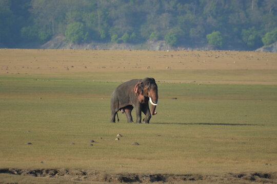 Elephant discharging semen, ejaculation