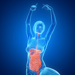 3D Rendered Medical Illustration of Female Anatomy - Digestive tract.