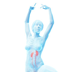 3d medical illustration of the urinary tract © Sebastian Kaulitzki