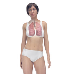 Obraz premium 3D Rendered Medical Illustration of Female Anatomy - the lungs.