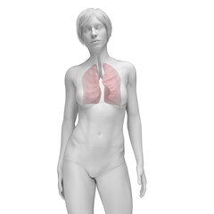 Naklejka premium 3D Rendered Medical Illustration of Female Anatomy - the lungs.