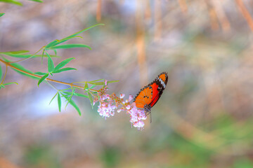Monarch orange butterfly and bright summer flowers on a background