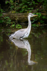 Grey heron standing in a river in Kent, UK. A heron in portrait view with reflection facing right. Grey heron (Ardea cinerea) in Kelsey Park, Beckenham, London. The park is famous for its herons.