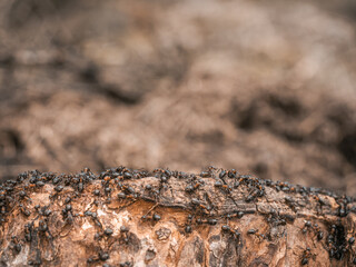 Eine größere Gruppe Waldameisen (Formica polyctena) läuft über ein altes Stück Holz.
