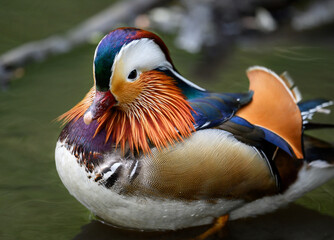 Male mandarin duck standing in a lake in Kent, UK. Close up view of a duck. Mandarin duck (Aix galericulata) in Kelsey Park, Beckenham, Greater London. The mandarin is a species of wood duck.