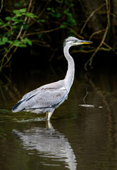 Grey heron standing in a river in Kent, UK. A heron facing right with dark background. Grey heron (Ardea cinerea) in Kelsey Park, Beckenham, Greater London. The park is famous for its herons.