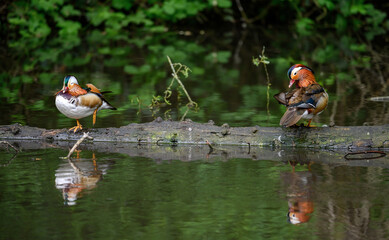Two male mandarin ducks standing on a log in Kent, UK. Ducks with reflections in a lake. Mandarin duck (Aix galericulata) in Kelsey Park, Beckenham, London. The mandarin is a species of wood duck.