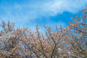 Cherry blossom blooming season.close up on beautiful lovely pink flowers in a public park. concept for natural spring background