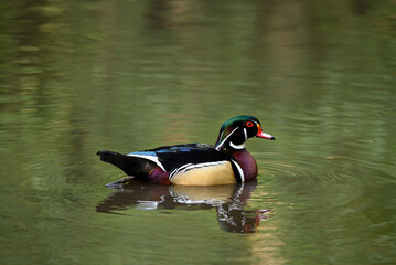 Male wood duck swimming on a lake in Kent, UK. This colorful duck has some of the most beautiful...
