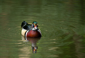Male wood duck swimming on a lake in Kent, UK. This colorful duck with beautiful plumage is swimming towards the camera. Wood duck or Carolina duck (Aix sponsa) in Kelsey Park, Beckenham, London.