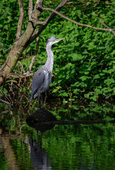 Grey heron standing on a log in a river in Kent, UK. The heron has its head raised. Grey heron (Ardea cinerea) in Kelsey Park, Beckenham, Greater London. The park is famous for its herons.