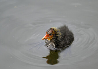 Coot chick swimming on a lake in Kent, UK. The colorful and scruffy young coot looks little like an...