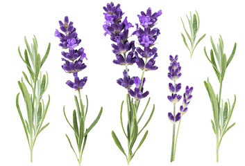 Fototapeta PNG Lavender Flowers and Herb Leaves Isolated obraz