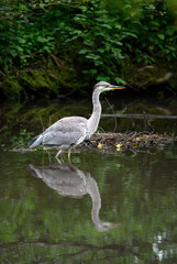 Grey heron standing in a river in Kent, UK. The heron is facing right with reflection. Grey heron (Ardea cinerea) in Kelsey Park, Beckenham, Greater London. The park is famous for its herons.