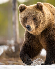 Obraz premium Big male brown bear walking on snow closeup