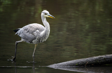 Grey heron in a river in Kent, UK. The heron is wading through the water towards a log. Grey heron (Ardea cinerea) in Kelsey Park, Beckenham, Greater London. The park is famous for its herons.