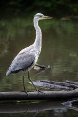 Grey heron in a river in Kent, UK. The heron is on a log standing tall in portrait view. Grey heron (Ardea cinerea) in Kelsey Park, Beckenham, Greater London. The park is famous for its herons.