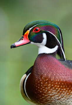 Close up portrait of a male wood duck in Kent, UK. This colorful duck has some of the most beautiful plumage of all waterfowl. Wood duck or Carolina duck (Aix sponsa) in Kelsey Park, Beckenham, London