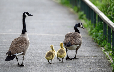 A family of Canada geese with two goslings in a park in Kent, UK. The geese are walking away on a path. Canada goose (Branta canadensis) in Kelsey Park, Beckenham, Greater London.