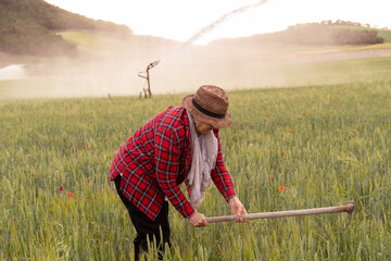 Caucasian grandmother uses her hoe to work in crop fields during sunset