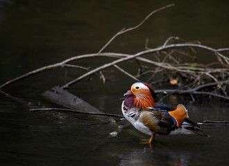 Male mandarin duck standing in a lake in Kent, UK. Duck close up on right looking left. Mandarin duck (Aix galericulata) in Kelsey Park, Beckenham, London. The mandarin is a species of wood duck.