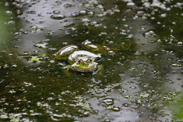 green frog/zielona żaba © Marek Polak