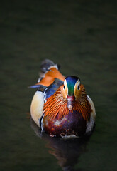 Male mandarin duck swimming on a lake in Kent, UK. Close up portrait view of a duck. Mandarin duck (Aix galericulata) in Kelsey Park, Beckenham, Greater London. The mandarin is a species of wood duck.