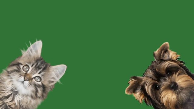 dog and cat on green screen