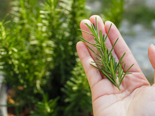 hand of a woman holding rosemary herb storage for cooking