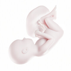 3d medical illustration of the human fetus