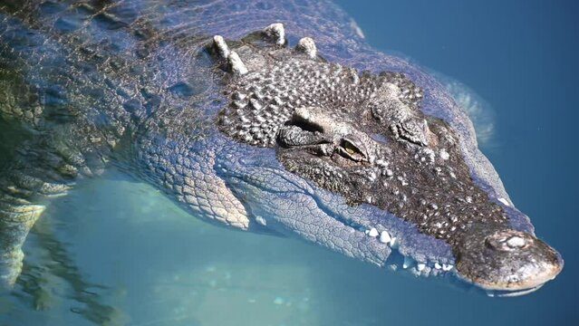 An aggressive male saltwater crocodile (Crocodylus porosus) head out of water in Australia.Saltwater crocodile live in the tropical north of Queensland, Western Australia, Northern territory.