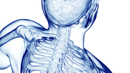 3d medical illustration of a man's thoracic spine - obrazy, fototapety, plakaty
