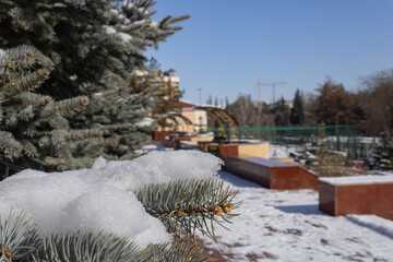 Conifer branch with snow and young cones. Conifers, a park with a path and gazebos in the background. Winter in the southern city of Russia.