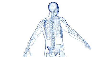 3d medical illustration of a man's skeletal system - 603015630