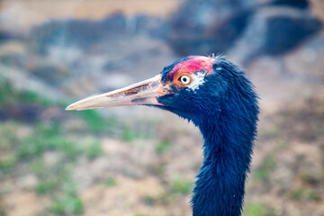 The head of a black-necked crane with a red forehead against a background of bushes. Birds, ornithology, ecology.