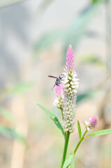 Celosia argentea , Cocks comb or Foxtail amaranth or pink flower or AMARANTHACEAE