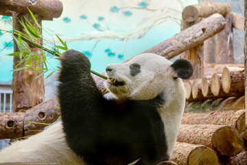 A big panda eating bamboo leaves on a sunny day. Animals, mammals, predators.