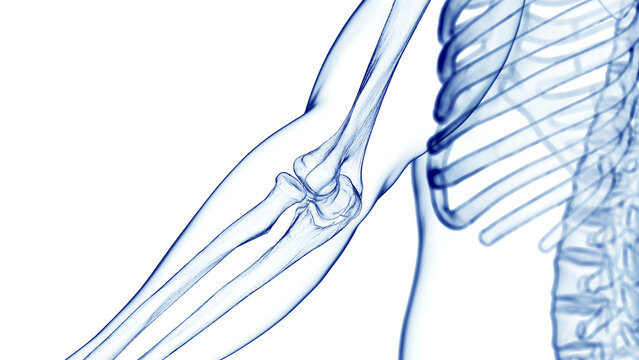 3d medical illustration of a man's elbow