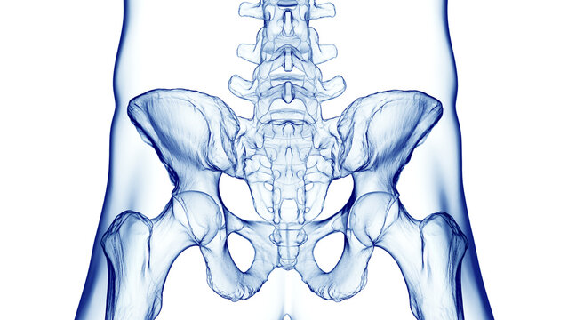 3d medical illustration of a man's pelvis