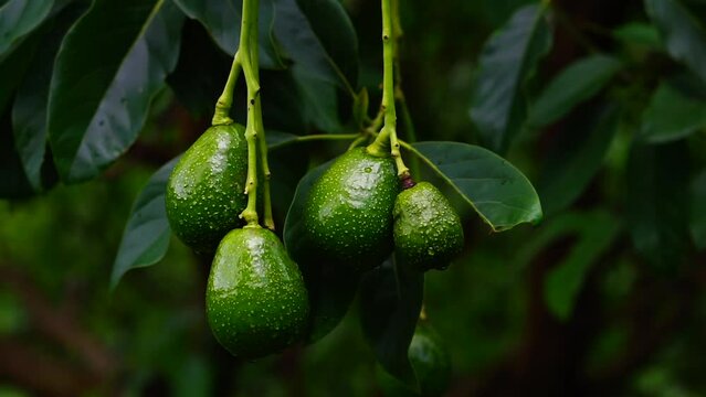 The avocado fruit is not mature in the garden.